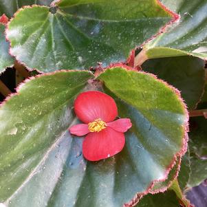 Begonia 'Bicolor Red White (seed)'
